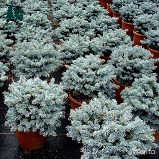 Голубая ель 1,62 м. Питомник