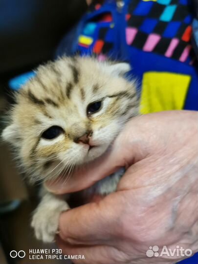 Британские котята