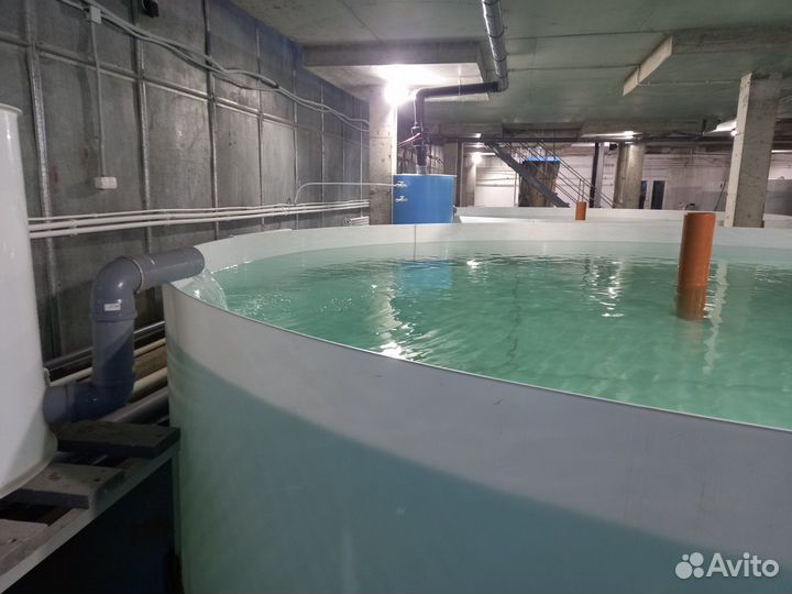 Узв на 3 тонны осетра в год