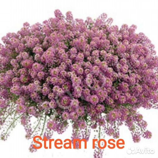 Алиссум вегетативный