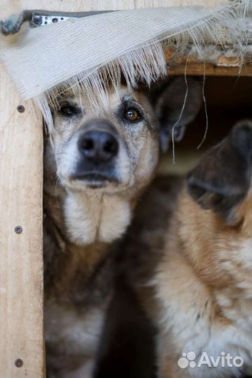 Умный пес из приюта в добрые руки