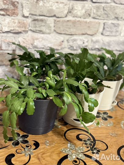 Декабристы