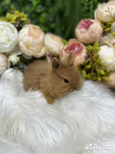 Элитные кролики мини(маленькие ушки)