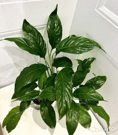 Спатифиллум