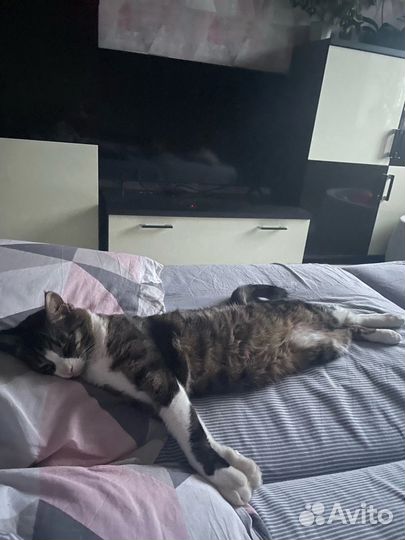 Мега ласковый котик