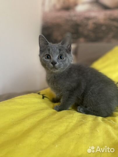 Котятки