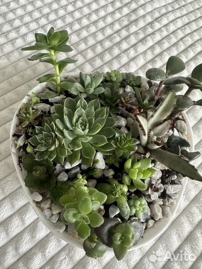 Флорариум, садик из суккулентов
