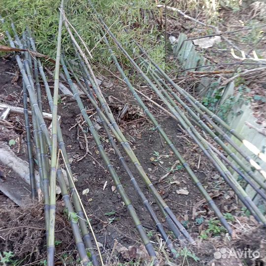 Бамбук морозостойкий вечно зеленый