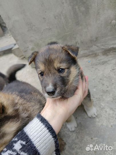 Милейшие щенята