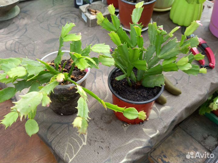 Дендробиум