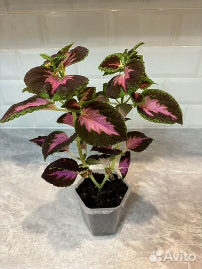 Комнатные растения