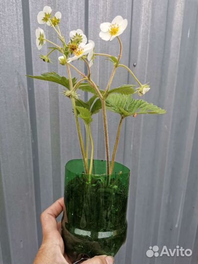 Рассада земляники садовой