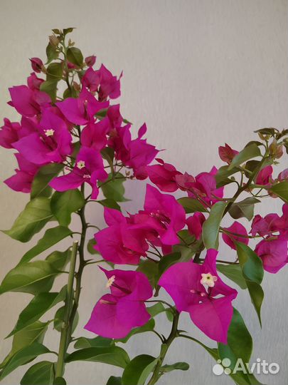 Бугенвиллия цветущая