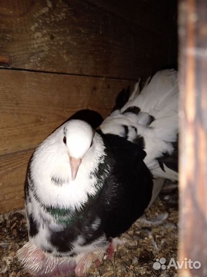 Голуби павлины