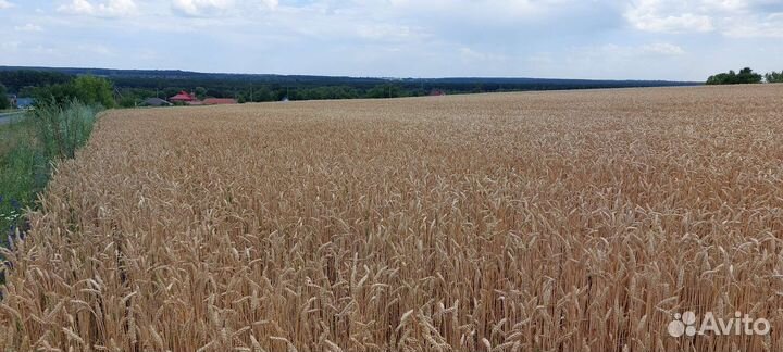 Пшеница, ячмень продажа