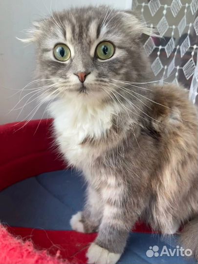 Отдам в добрые руки