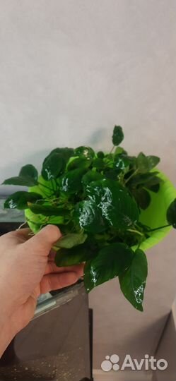 Аквариумное растение анубиас