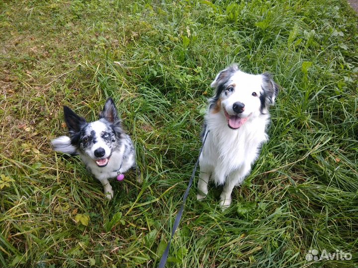 Передержка собак