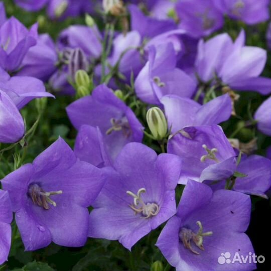 Колокольчик карпатский