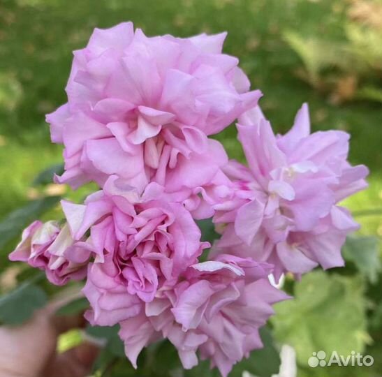 Пеларгония герань