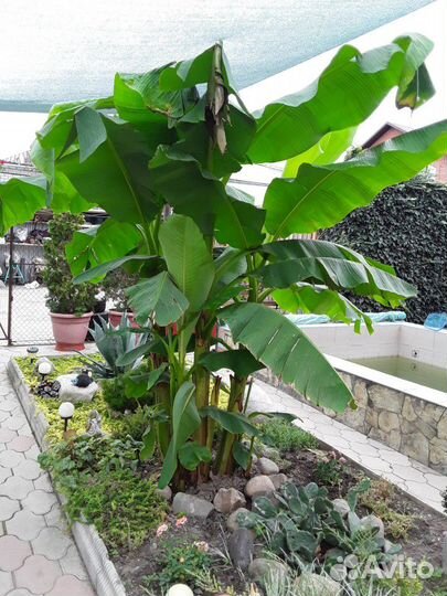 Пальма банановая