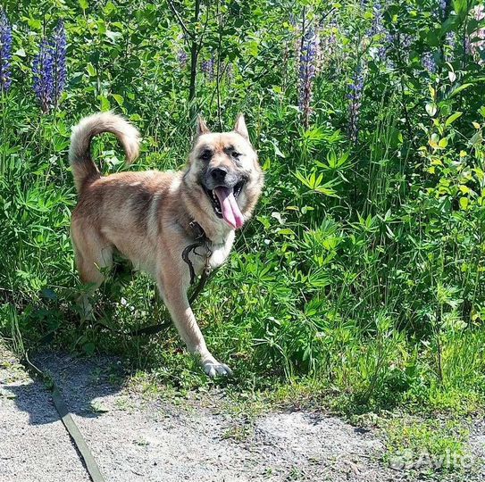 Собака в добрые руки