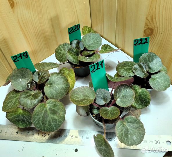 Комнатные растения разные