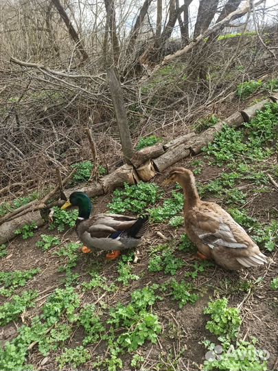 Руанские Утки, утята, яйцо