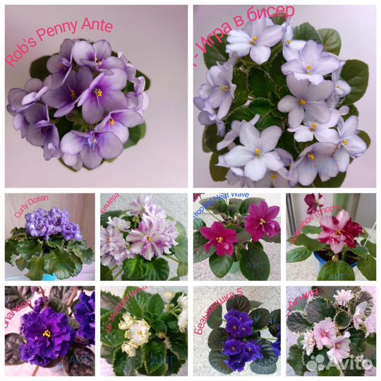 Фиалки сортовые