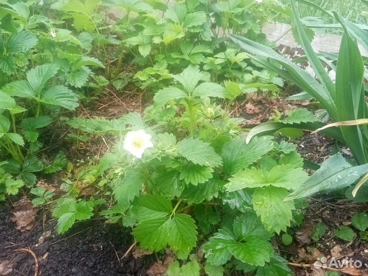 Клубника саженцы