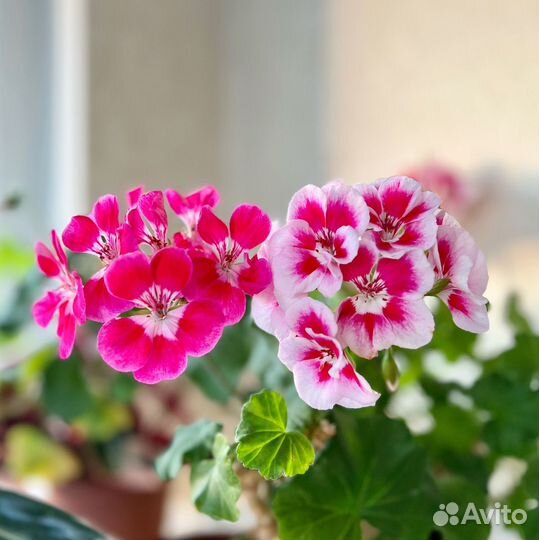 Пеларгонии сортовые, герань