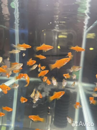 Гуппи, меченосцы, скаллярии, петушки