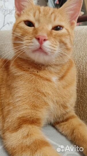 Персик ищет любящих родителей