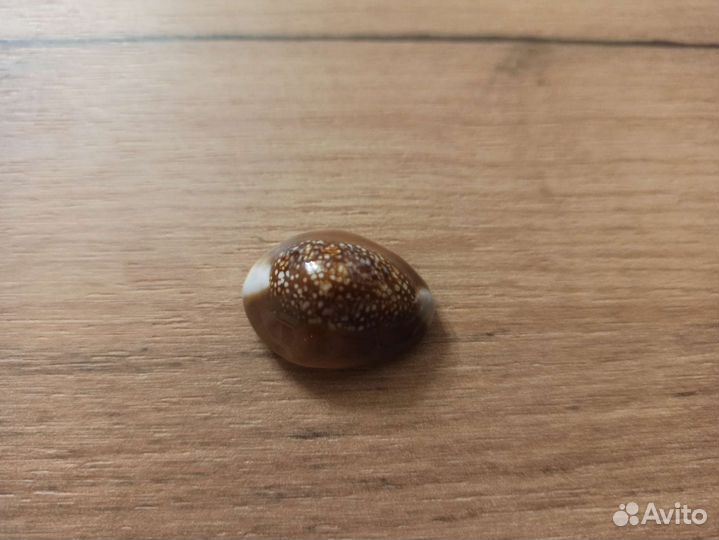 Морская раковина