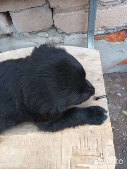 Мальчики в добрые руки