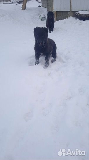 Собака в добрые руки щенок