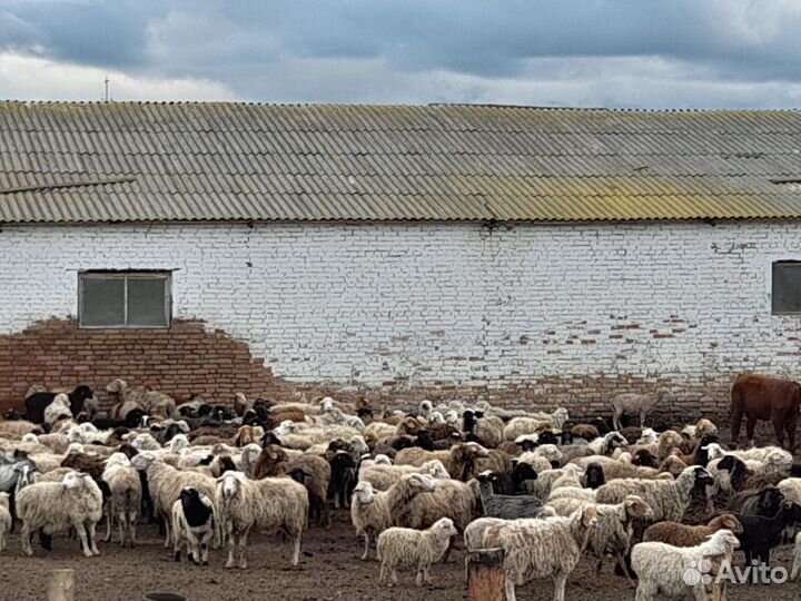 Овцы бараны ягнята оптом
