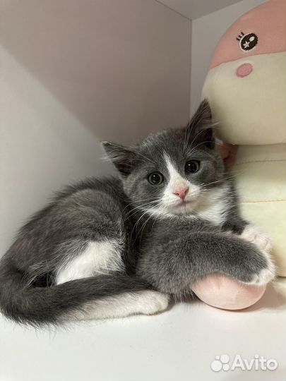 Котята в добрые руки приучены к лотку