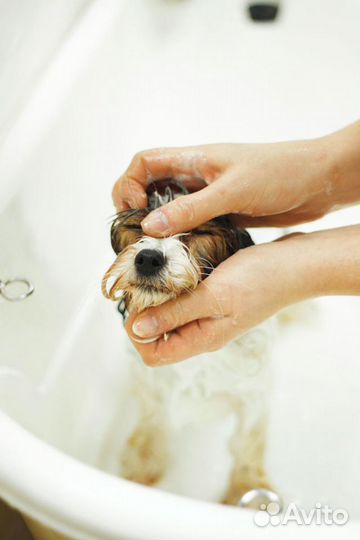 Стрижка собак и кошек