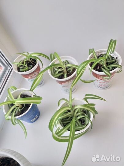 Хлорофитум кудрявый