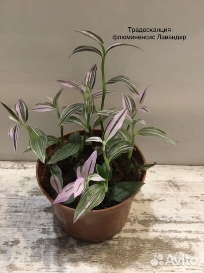 Комнатные растения