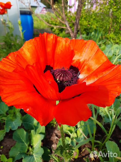 Многолетники для дачи