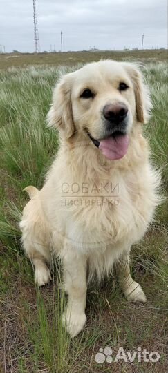Золотистый ретривер