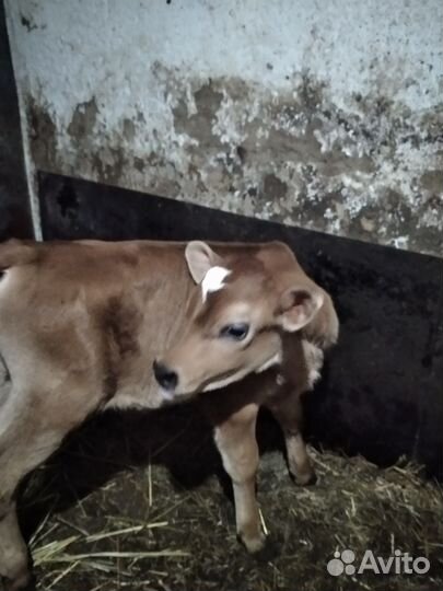 Джерсийский бычок