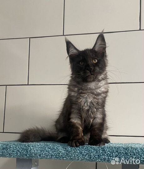 Кошка мейн кун черный дым с документами