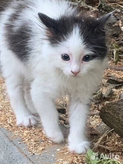 Котенок мальчик