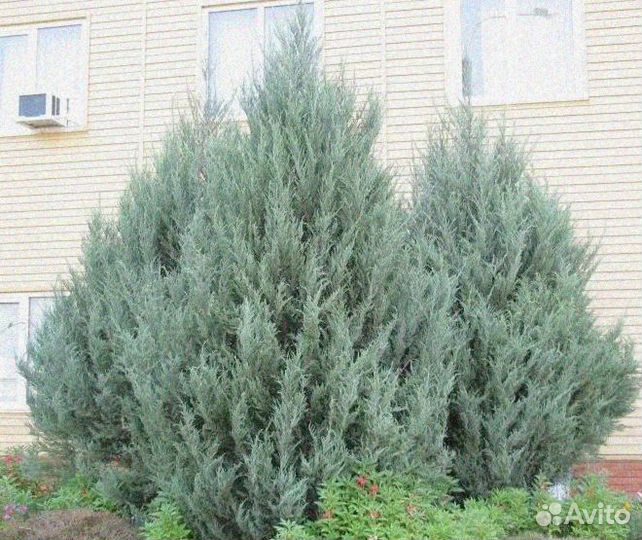 Можжевельник скайрокет 1,76 м и др