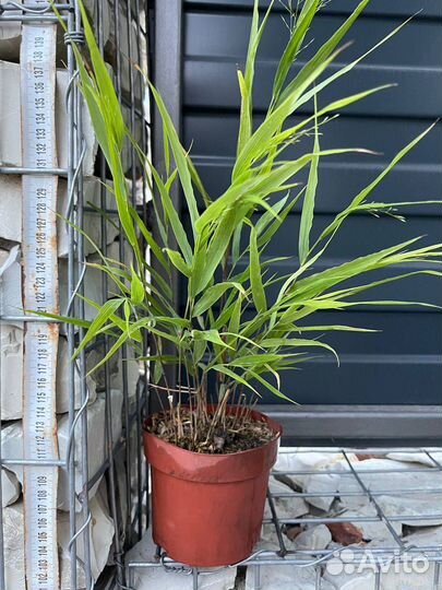 Хаконехлоа