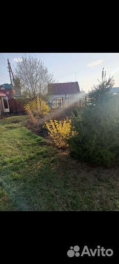 Цветущие кустарники