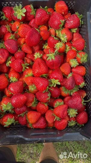 Клубника свежая оптом